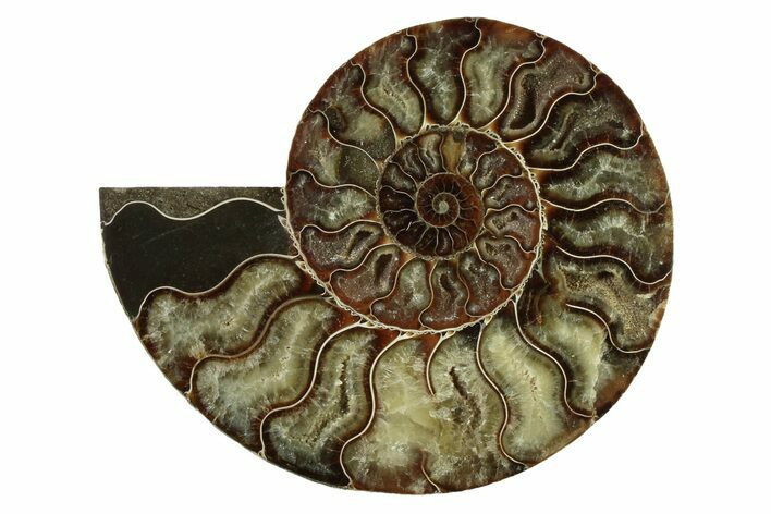 Cut & Polished Ammonite Fossil (Half) - Madagascar #341198